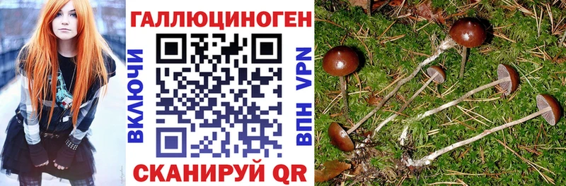 blacksprut ссылки  как найти закладки  Новороссийск  Псилоцибиновые грибы Psilocybe 
